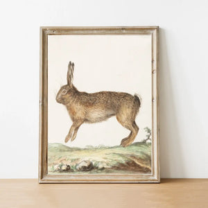 Hare Vintage Art Print 11 x 14