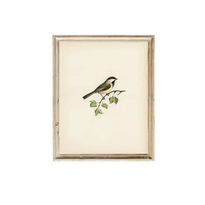 Bird Vintage Art Print 11 x 14