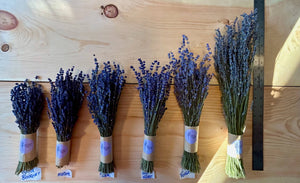 Dried French Lavender Bouquets- Ontario Grown