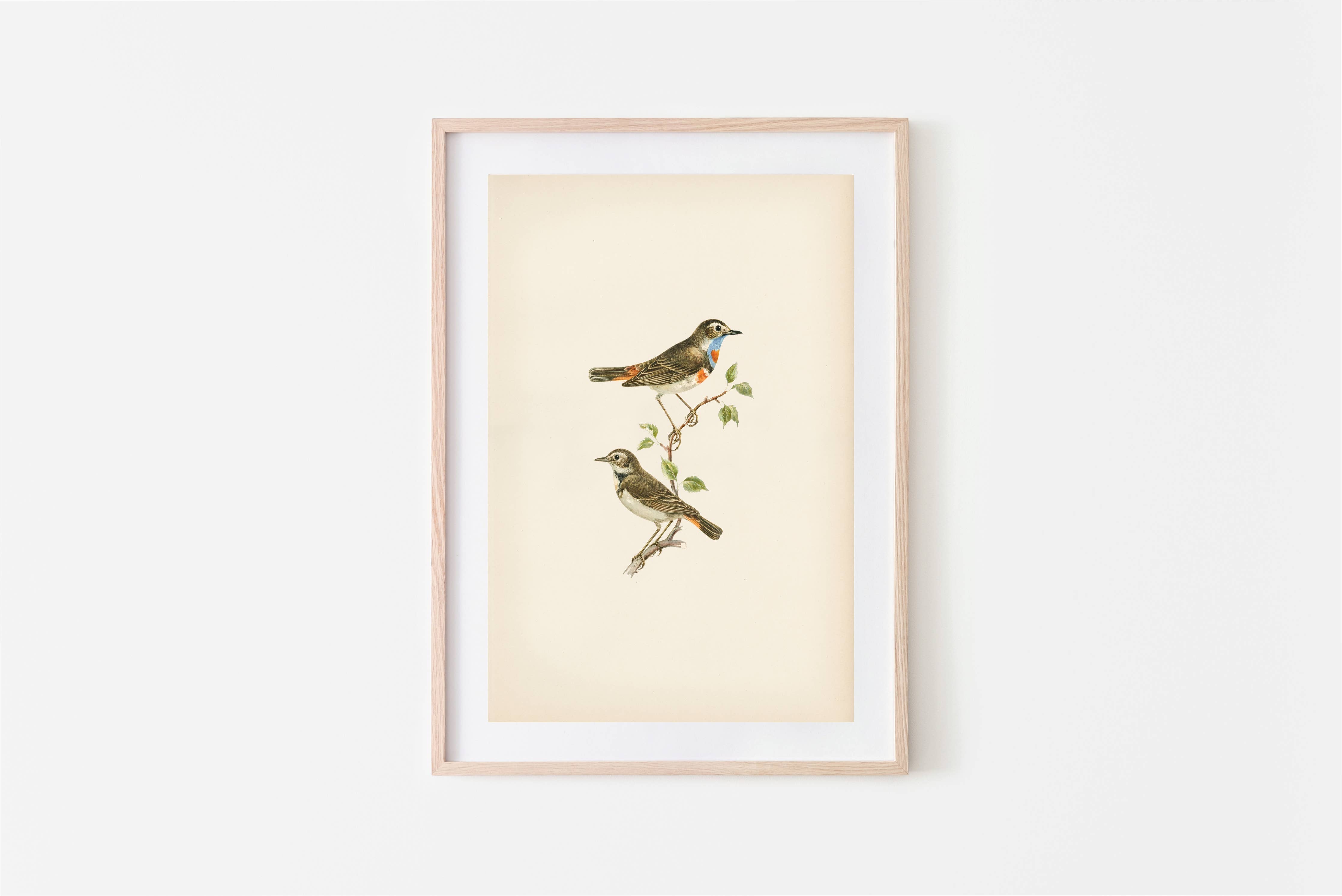 Birds Vintage Print 11 x 14