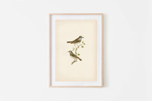 Birds Vintage Print 11 x 14