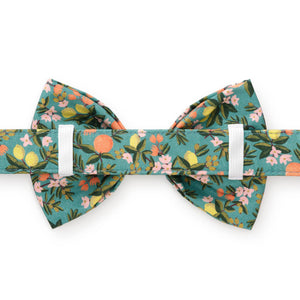 Rifle Paper Co. x TFD Citrus Floral Spring Dog Bow Tie