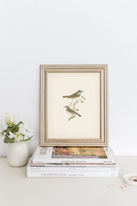 Birds Vintage Print 11 x 14