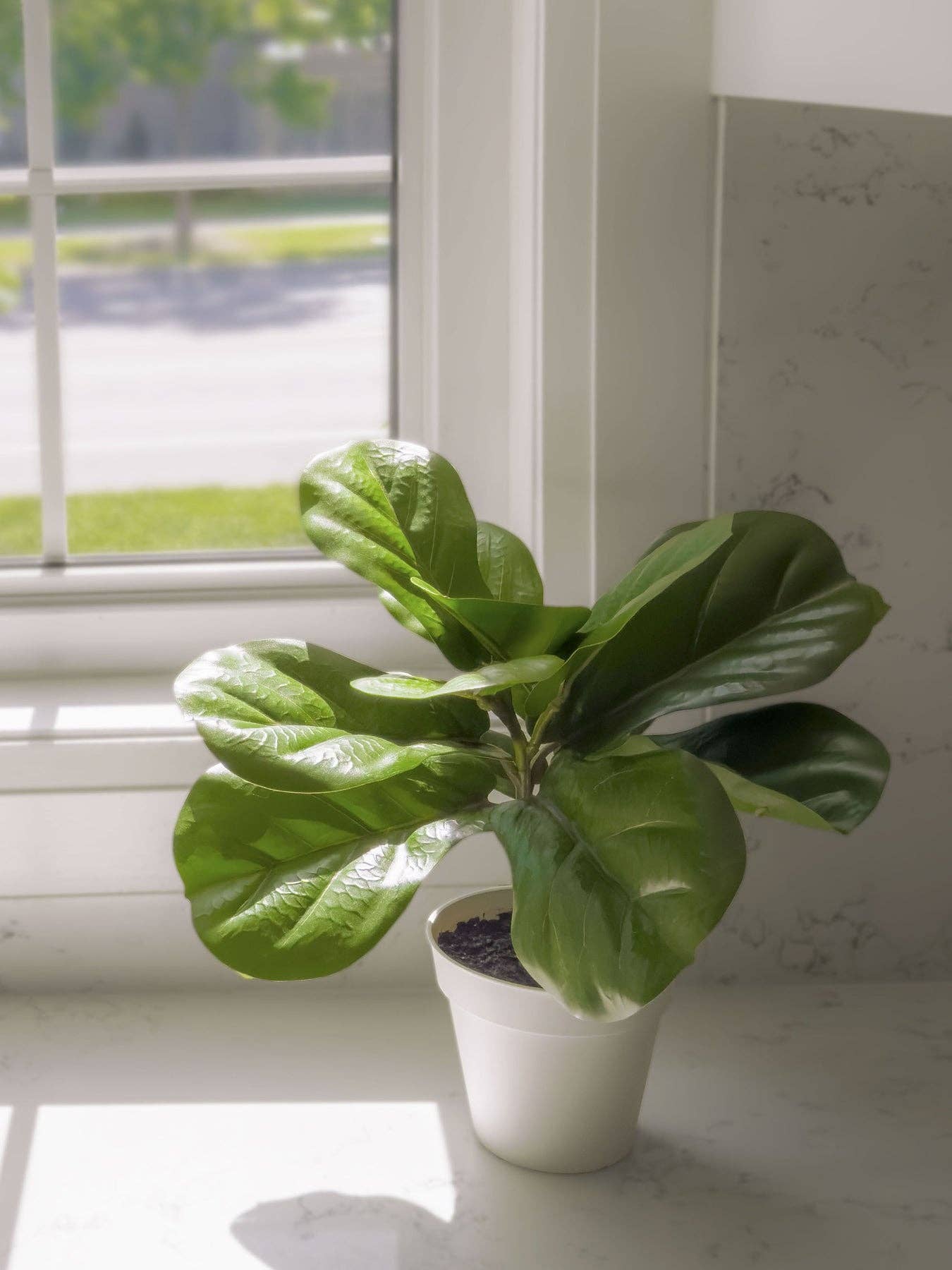 15" Potted Ficus (5" x 15"H)