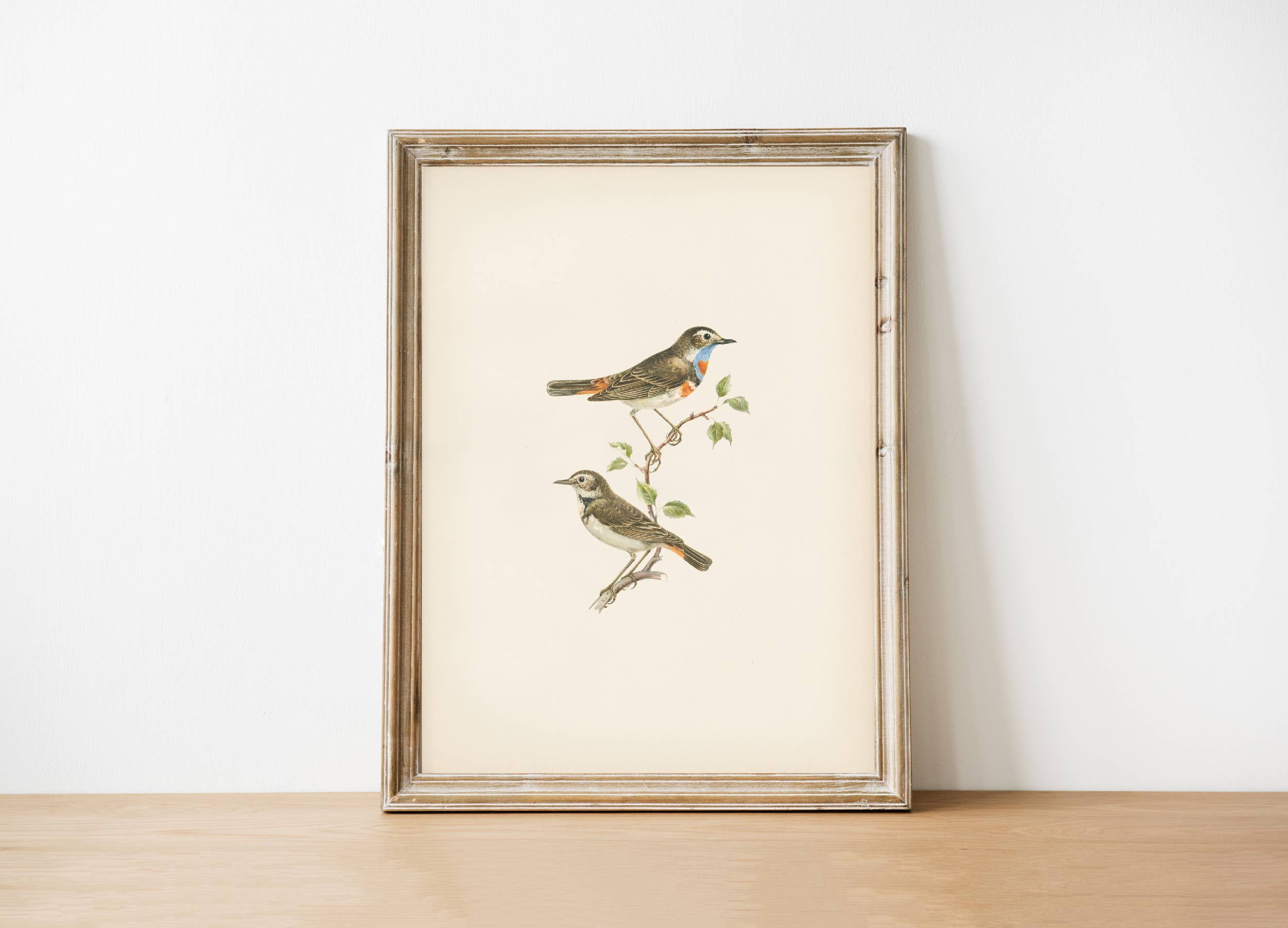Birds Vintage Print 11 x 14