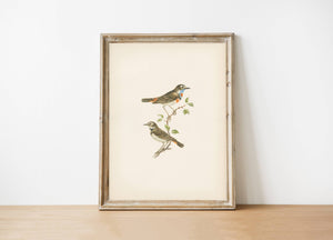 Birds Vintage Print 11 x 14