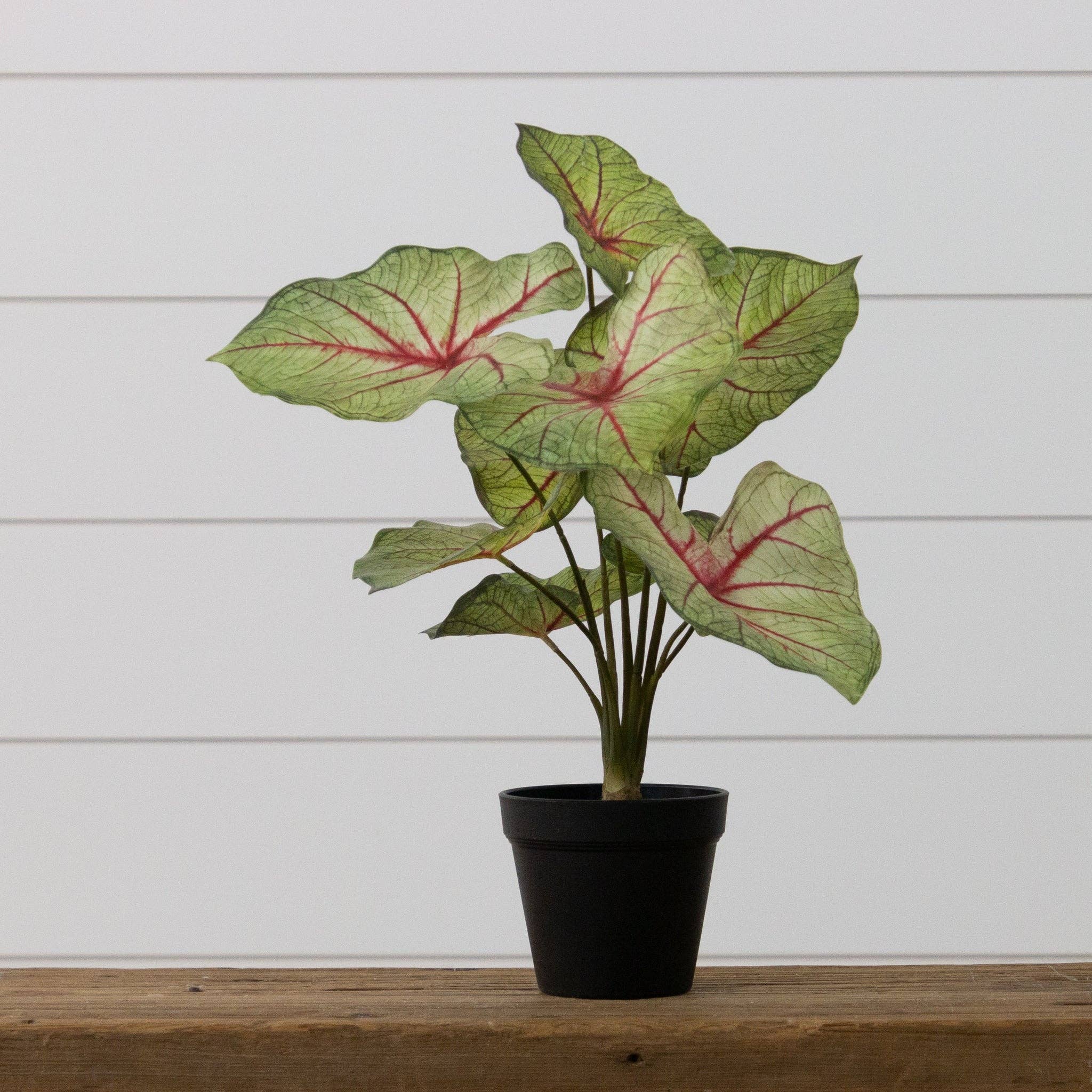 Potted Caladium