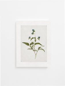 Vintage Botanical Art Print