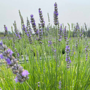 Dried French Lavender Bouquets- Ontario Grown