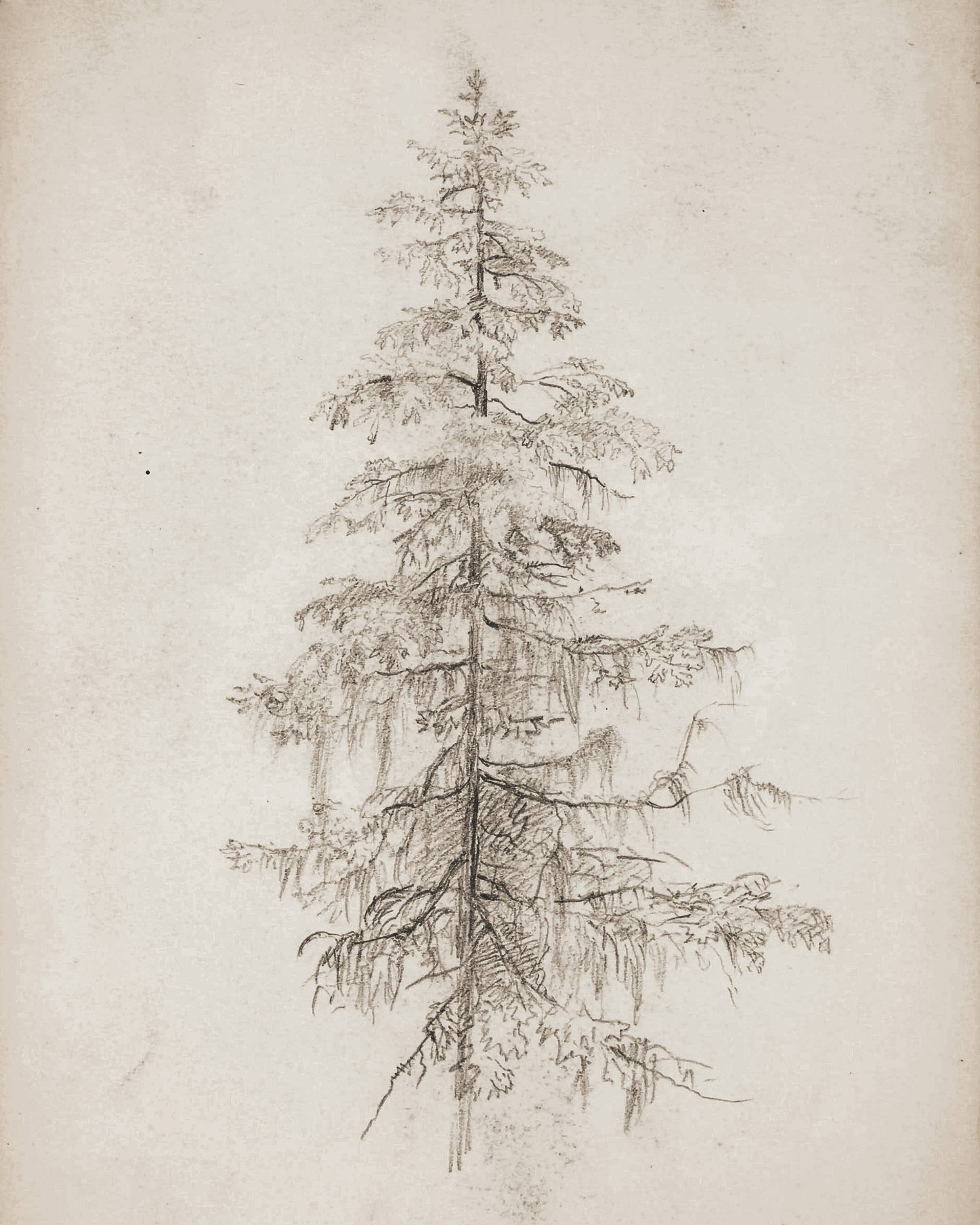 Tree Art Print | 11 x 14
