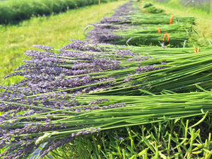 Dried French Lavender Bouquets- Ontario Grown