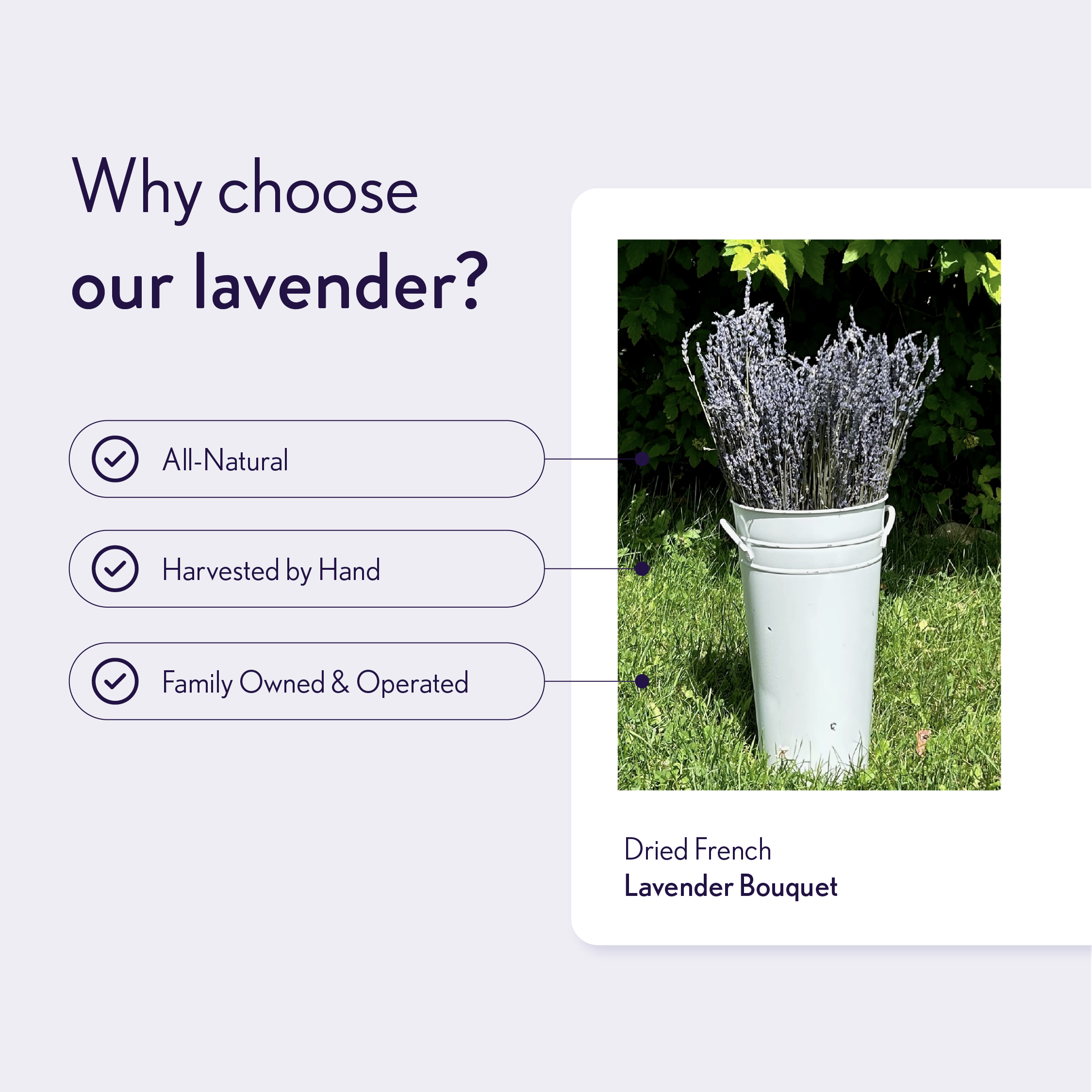 Dried French Lavender Bouquets- Ontario Grown