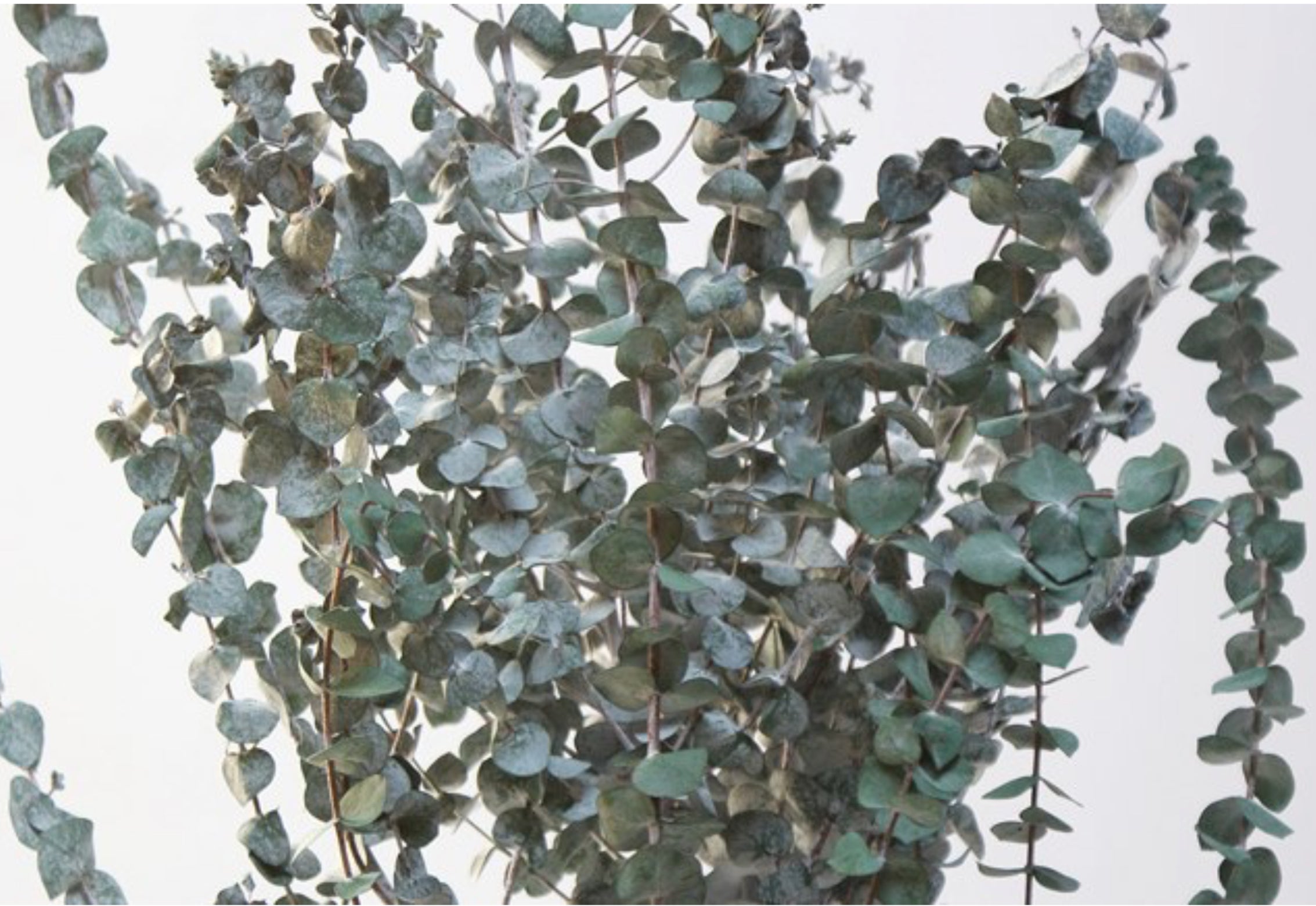 Large Green  Eucalyptus Bundles