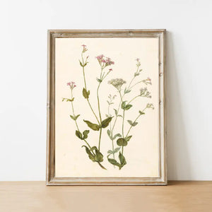 Wildflower Vintage Art Print 11 x 14