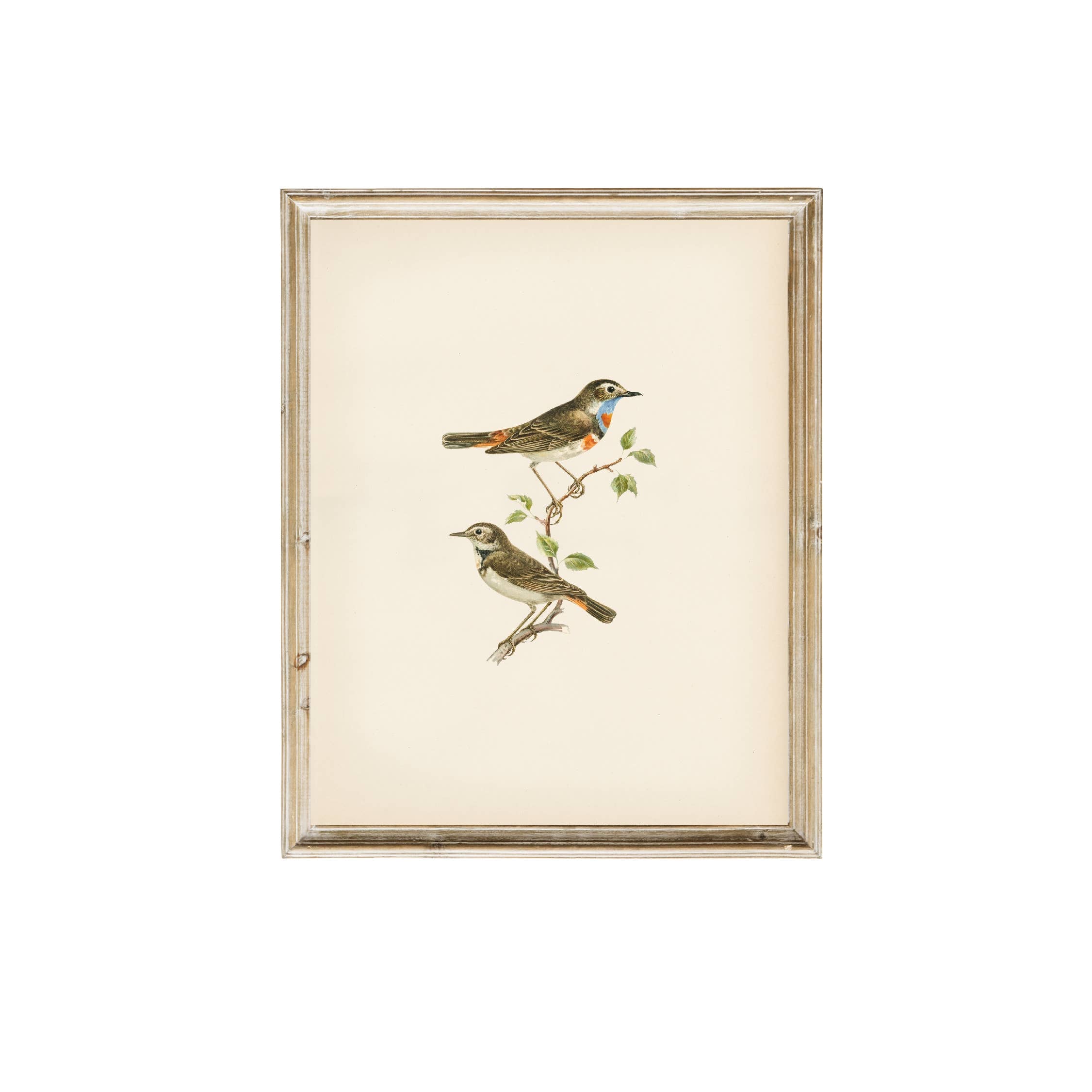 Birds Vintage Print 11 x 14