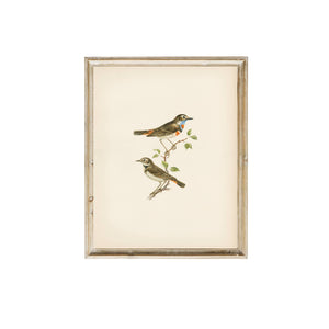 Birds Vintage Print 11 x 14