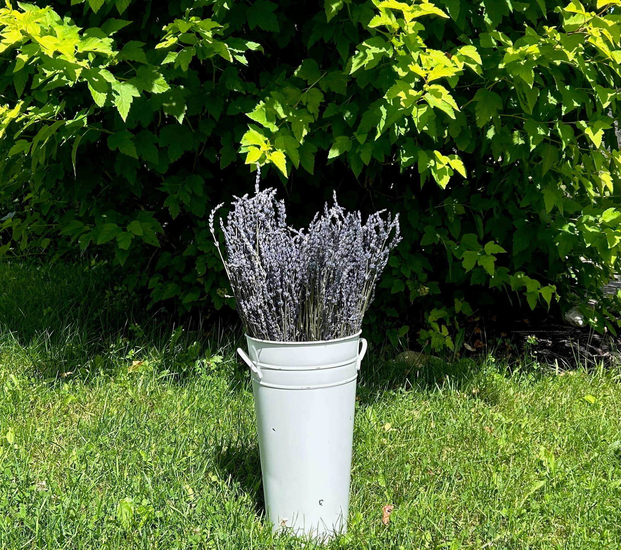 Dried French Lavender Bouquets- Ontario Grown