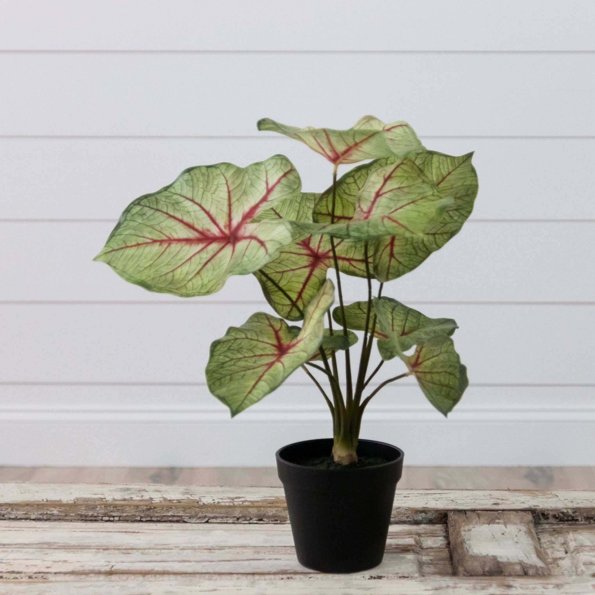 Potted Caladium