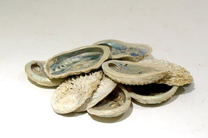 Abalone Shell~ cream Small