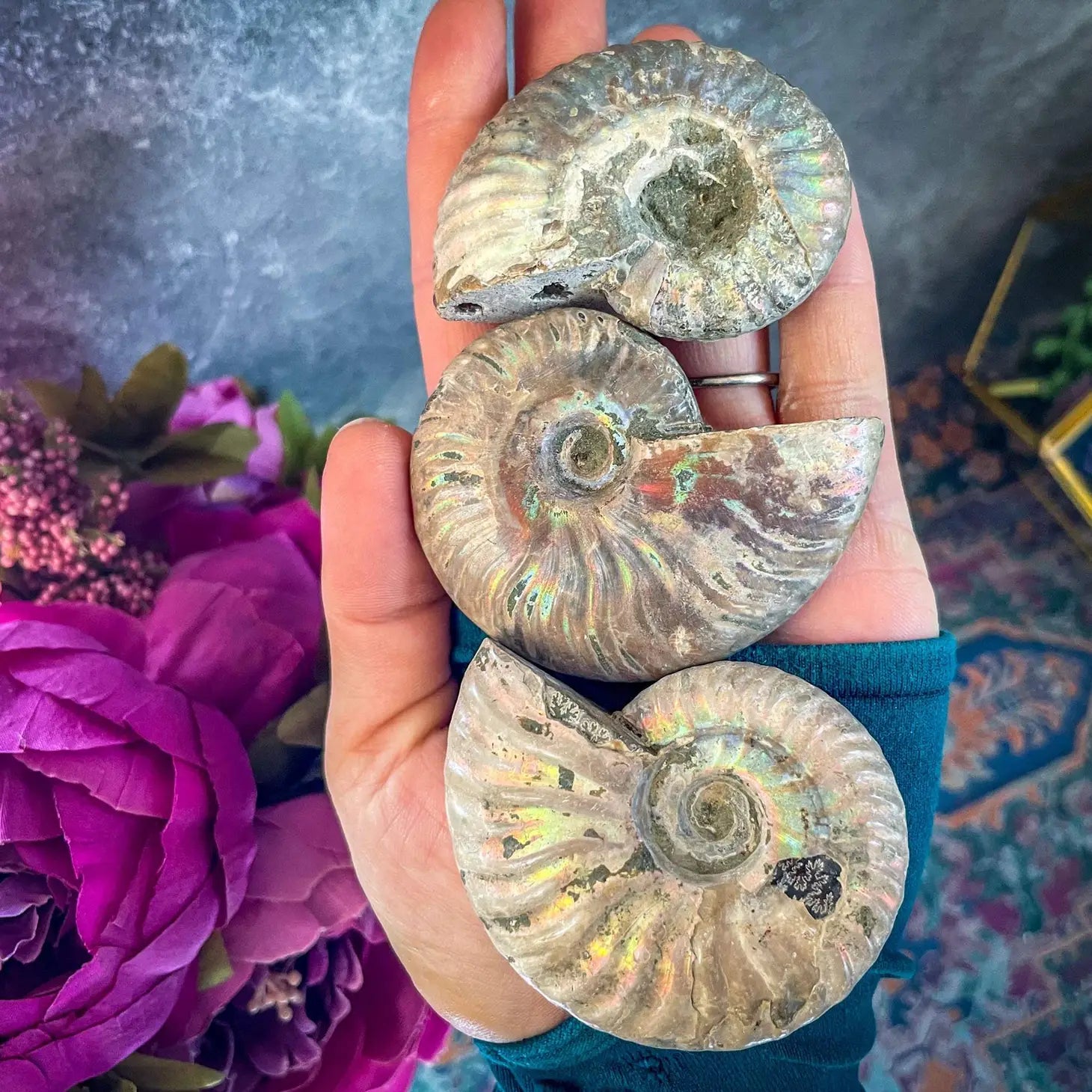 Rainbow Ammonites Large 2-3”