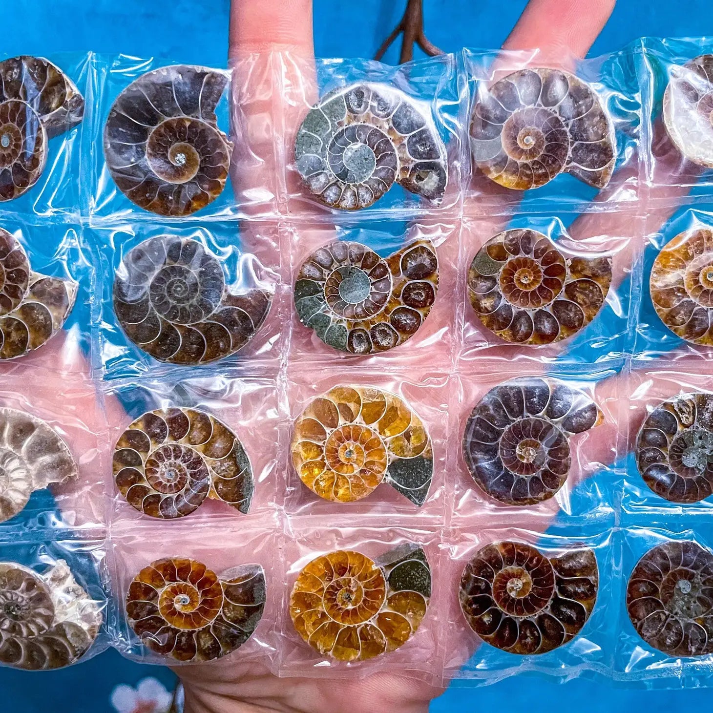 Rainbow Ammonites